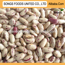 Hot Sale Light Speckled Kidney Beans With Good Quality